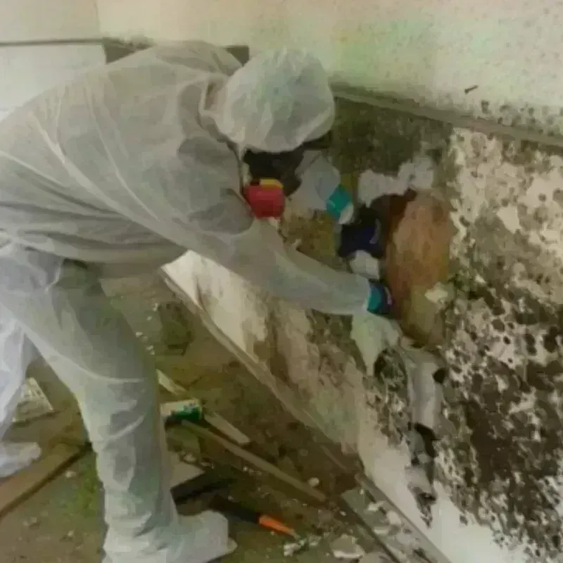 Mold Remediation and Removal in Gurnee, IL